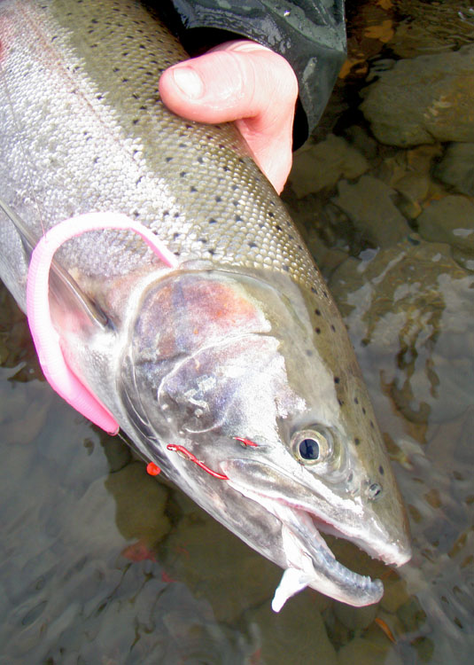 01-23-10 Paul hatch buck.jpg